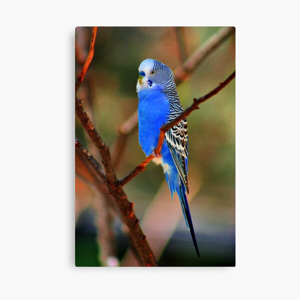 Blue Mood Canvas Print