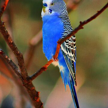 Artwork thumbnail, Blue Mood by Pamela Bates