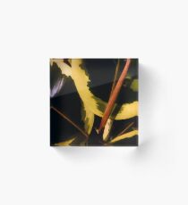 Ficus Acrylic Block