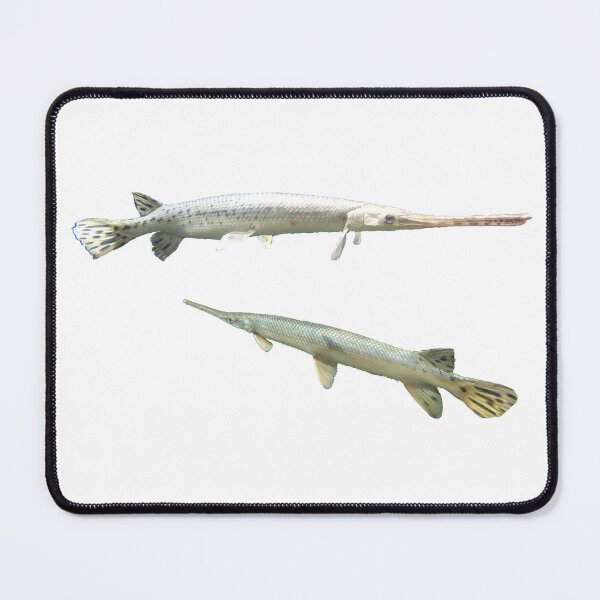 Item preview, Lepisosteus osseus designed and sold by NateTheAquarist.