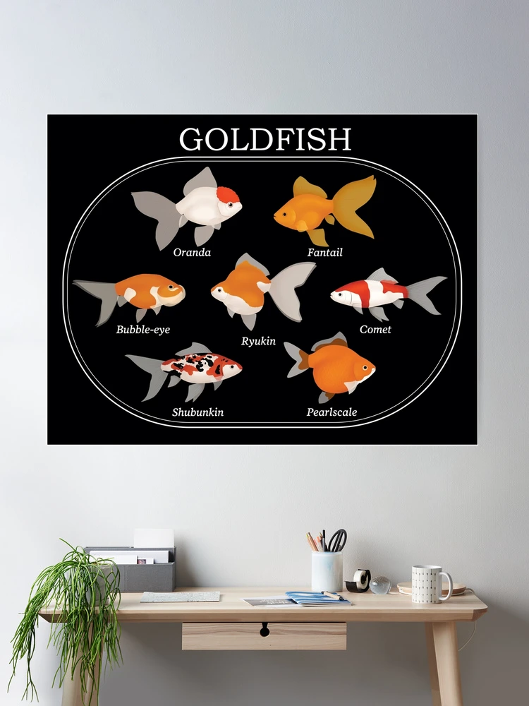 Types Of Goldfish Chart My Aquarium Too Much Free Time Anyway