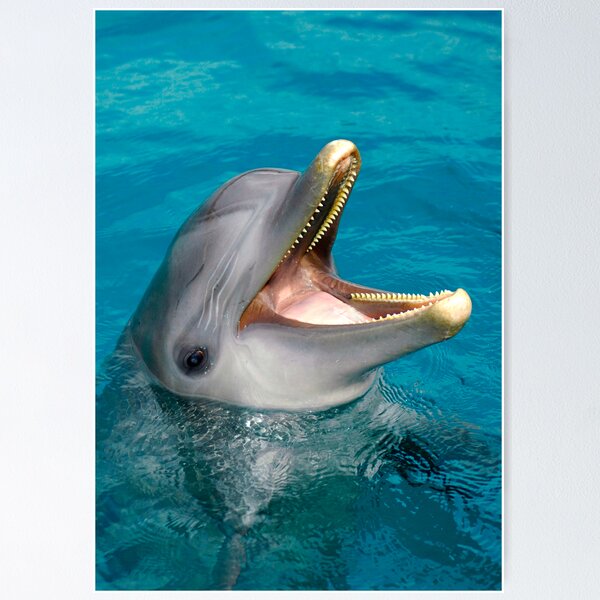 Dolphin smile Poster