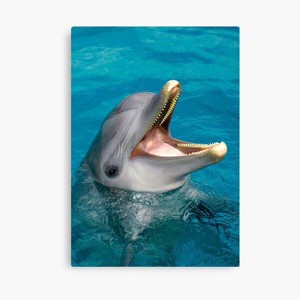 Dolphin smile Canvas Print