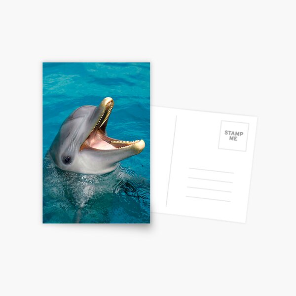 Dolphin smile Postcard