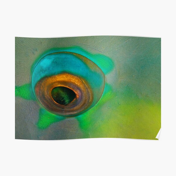 Fish eye Poster