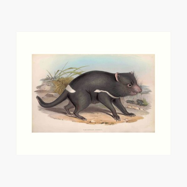Item preview, Tasmanian Devil Australian mammal marsupial painting – John Gould naturalist designed and sold by bushwombat.