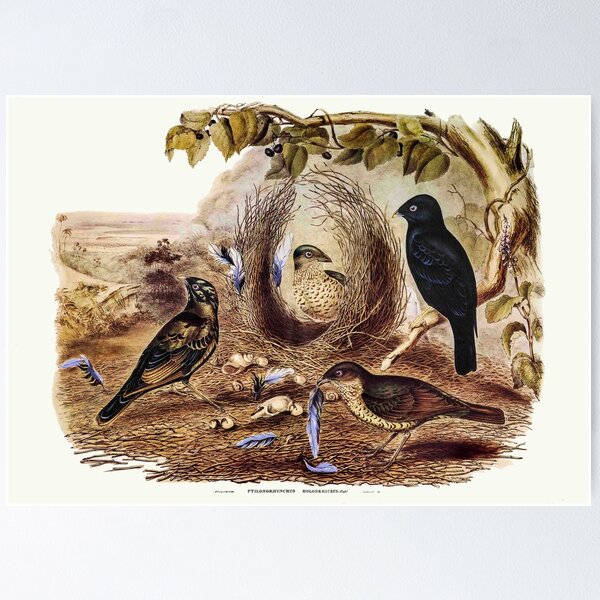 Item preview, Australian bowerbird that collects blue trinkets– Gould designed and sold by bushwombat.