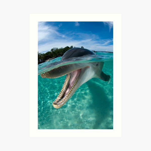 Dolphin Art Print