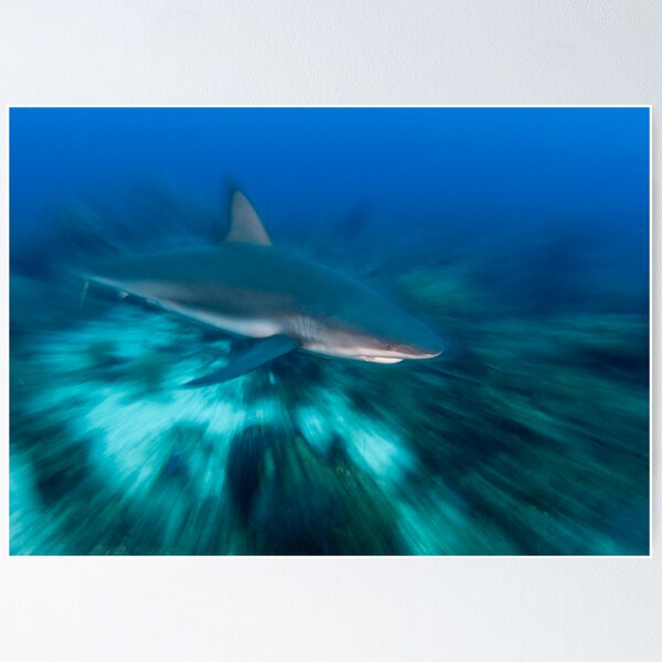 Caribbean Reef Shark Poster
