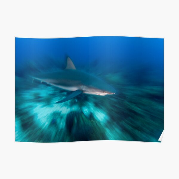 Caribbean Reef Shark Poster