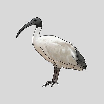 Artwork thumbnail, Bin Chicken by Meowmaddie