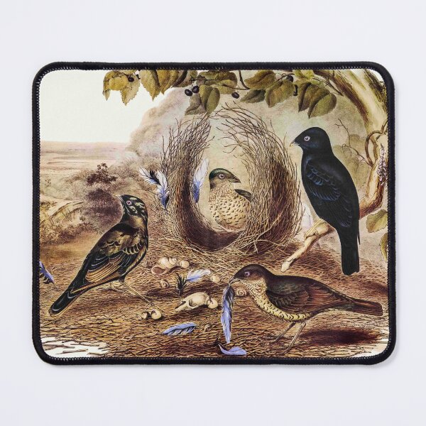 Item preview, Australian bowerbird that collects blue trinkets– Gould designed and sold by bushwombat.