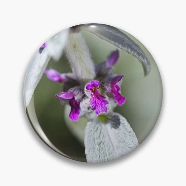 Item preview, Lambs Ear Plant Flowers  designed and sold by Joy Watson - Natural Light Photography .