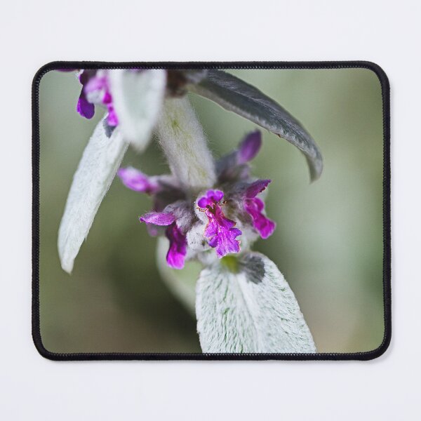 Item preview, Lambs Ear Plant Flowers  designed and sold by Joy Watson - Natural Light Photography .