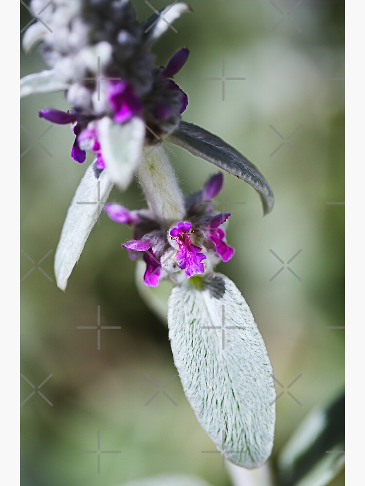 "Lambs Ear Plant Flowers " Sticker for Sale by bubbleblue Redbubble