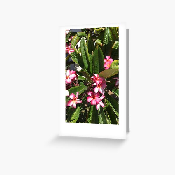 Beautiful Summer Flowers Greeting Card