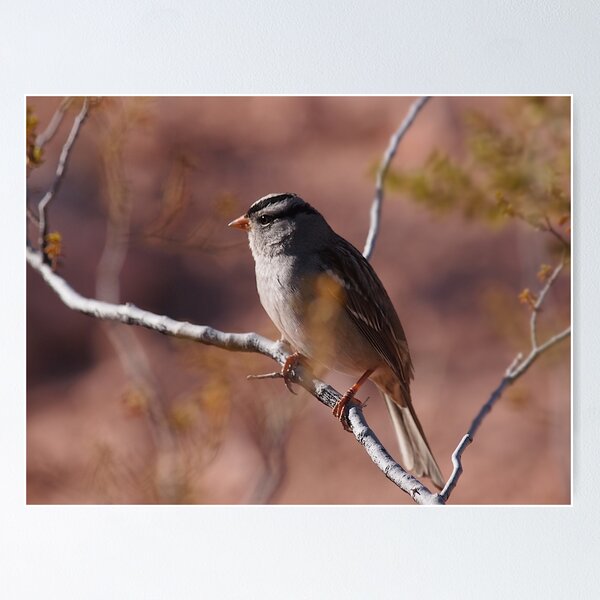 White-crowned Sparrow in Desert Poster