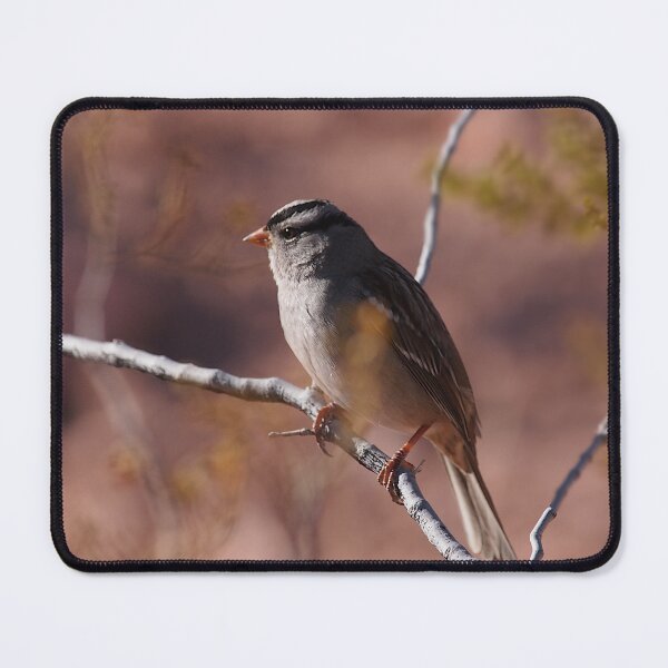 Item preview, White-crowned Sparrow in Desert designed and sold by Chibi Photography.