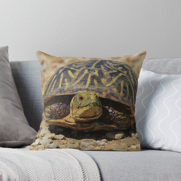 Aperçu de l'œuvre Une tortue mâle Shell Box Shell créée et vendue par ROBERTDBROZEK.