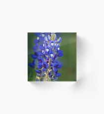 Texas Bluebonnet Acrylblock