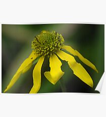 daisy daisy Poster