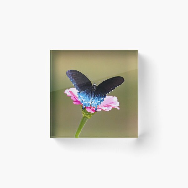 Item preview, Pipevine Swallowtail Butterfly 9527 designed and sold by Strawflower Oasis.