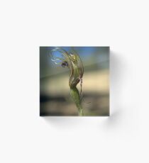 Wilted Tentaculata Acrylic Block