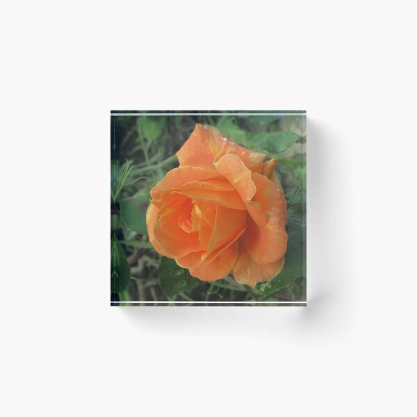 Item preview, A Summer Rose In Autumn designed and sold by lezvee.
