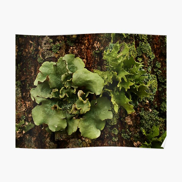 Lichens and Moss Poster