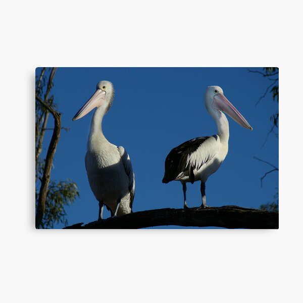 Pair of Pelicans Canvas Print