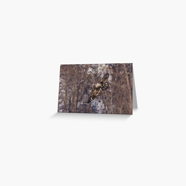 Young Balde Eagle Streaching his Wings Greeting Card