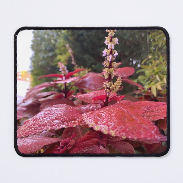Item preview, Coleus  designed and sold by Lil-Ari.