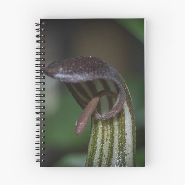 Item preview, Arisarum vulgare Family Araceae Common name Fryars cowl Pterostylus Orchid Leith Park 20170620 0771  designed and sold by Fred Mitchell.