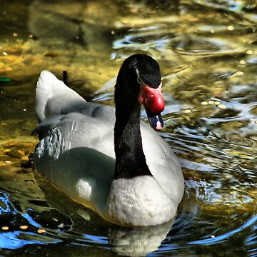 Artwork thumbnail, Swan a Swimming by Pamela Bates