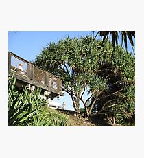 Pandanus Tectorius Overlooking Coolum Beach Photographic Print