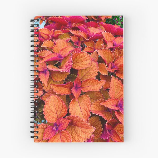 Item preview, Campfire Coleus Plant designed and sold by StudioRosebud.