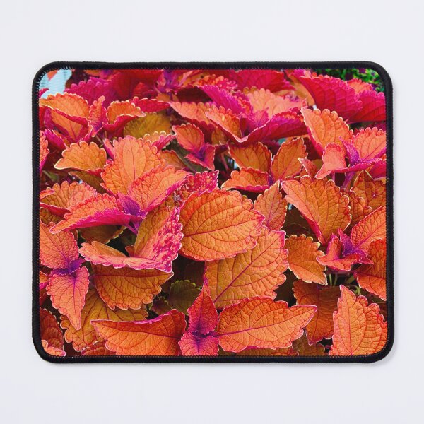 Item preview, Campfire Coleus Plant designed and sold by StudioRosebud.