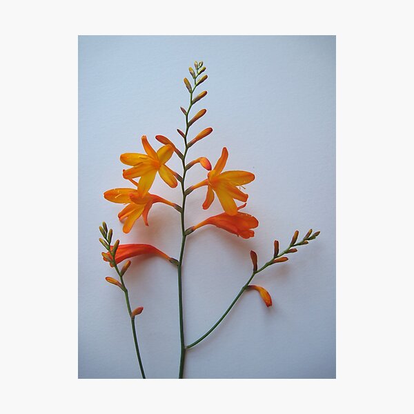 Crocosmia Photographic Print