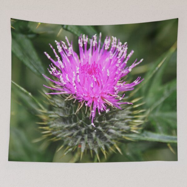 Item preview, Thistle designed and sold by AnnDixon.