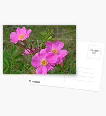 Prairie Rose Postcards
