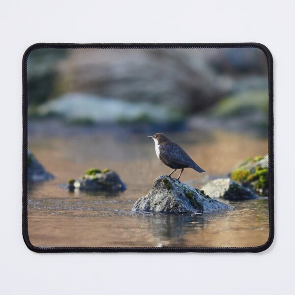 Item preview, Seasons first. White-throated dipper designed and sold by Jouko Lehto Photography.