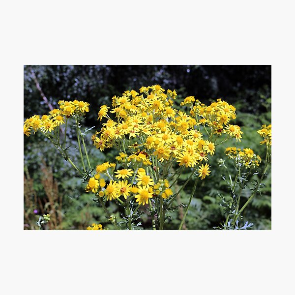 Item preview, Yellow Wild Flowers designed and sold by pinkal.