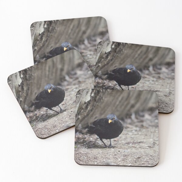 Item preview, Hard life hard ground. Eurasian blackbird designed and sold by Jouko Lehto Photography.