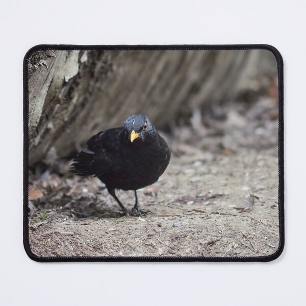 Item preview, Hard life hard ground. Eurasian blackbird designed and sold by Jouko Lehto Photography.