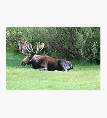 Bull Moose Photographic Print