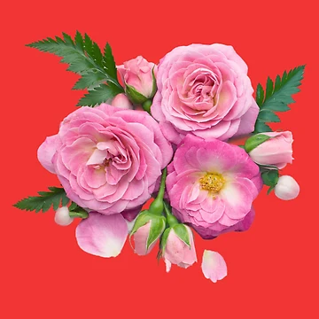 Artwork thumbnail, Pink Roses by Ghanshyam butik
