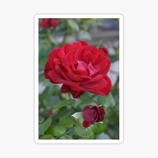 Item preview, Red Rose designed and sold by Queen-Sheeba.