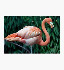 Flamingo Portrait Photographic Print