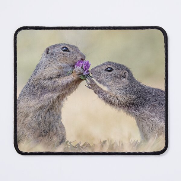 Item preview, Austrian Ground Squirrels eating Clover designed and sold by Tori Andrews.