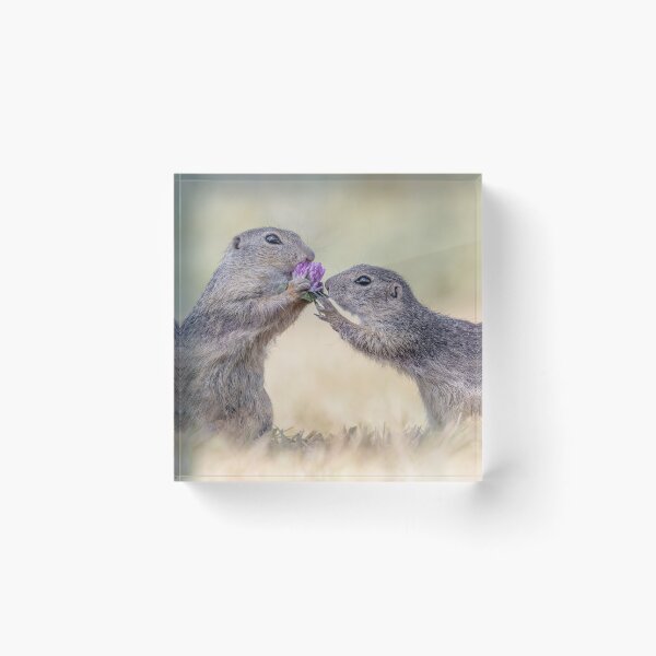 Item preview, Austrian Ground Squirrels eating Clover designed and sold by Tori Andrews.
